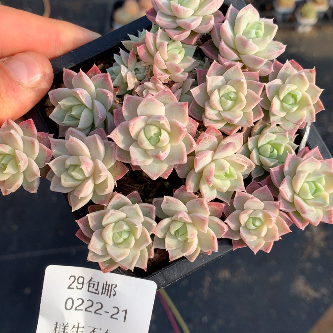 0222-21 女王玫瑰