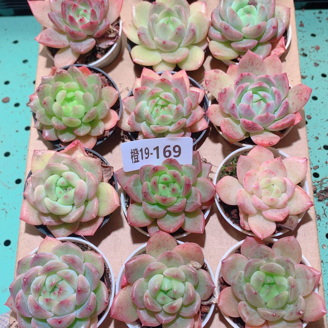 19-169一物一拍多肉带盆18颗