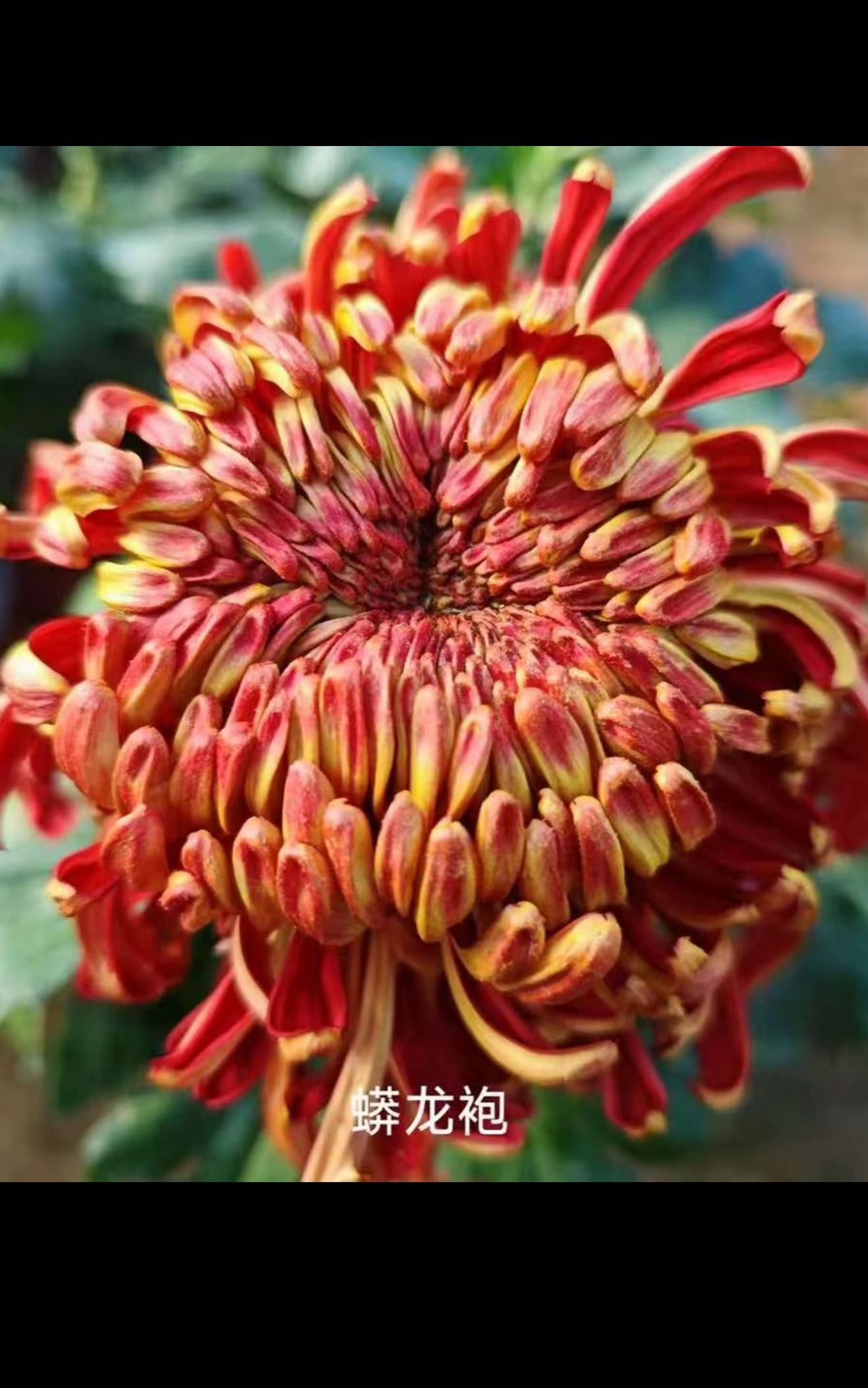 蟒龙袍菊花苗5颗