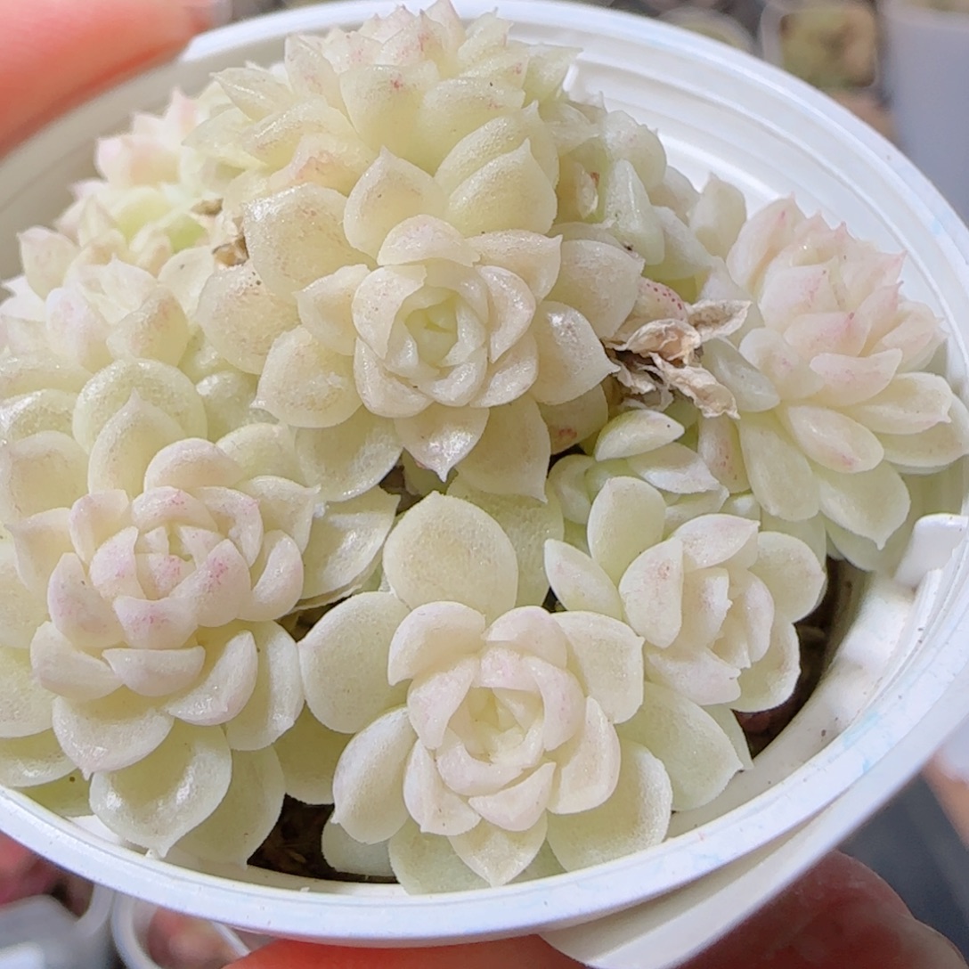 花语多肉1210-39散