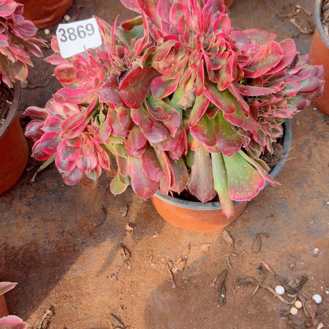我3869 号多肉法师新年福利香妃
