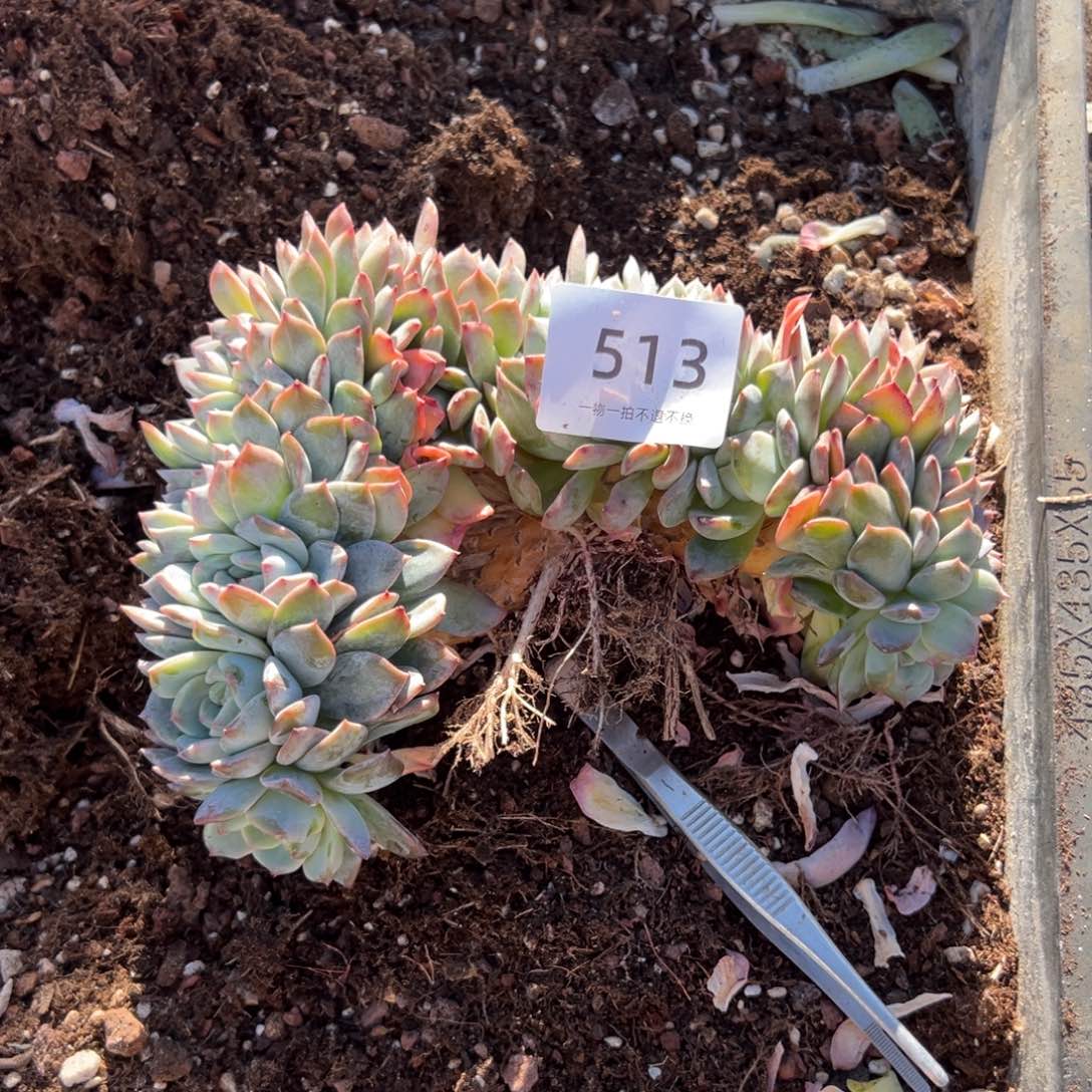 ****美513号冰魄缀化小树朵朵呀呀呀呀呀呀呀呀