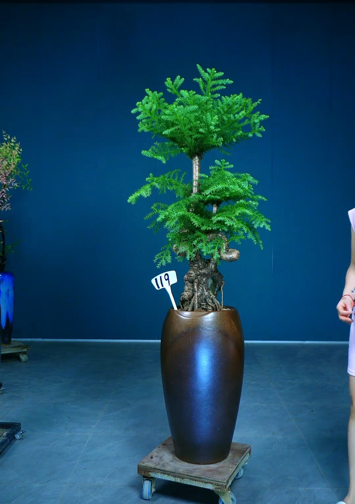 老桩不老松室内外高档绿植庭院造型绿植澳洲杉