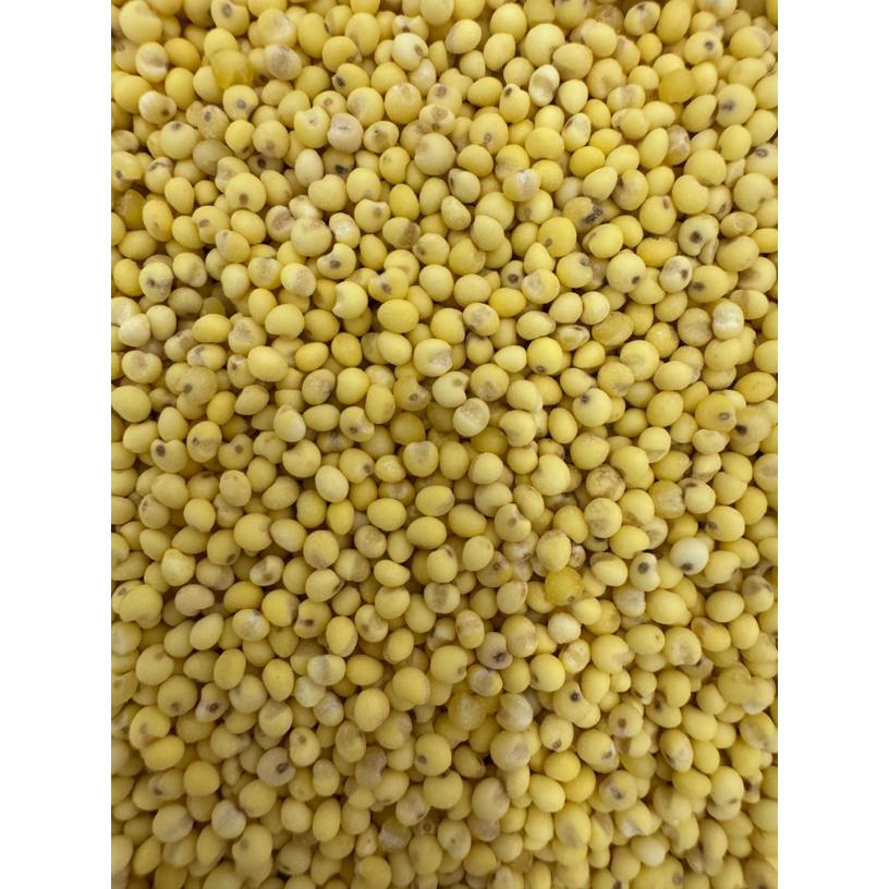 新粘大黄米农家自种粘黄米黄糯米包豆米饭粗粮东北新米