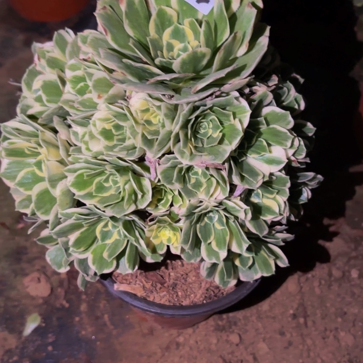 193碧玉多肉植物不售后