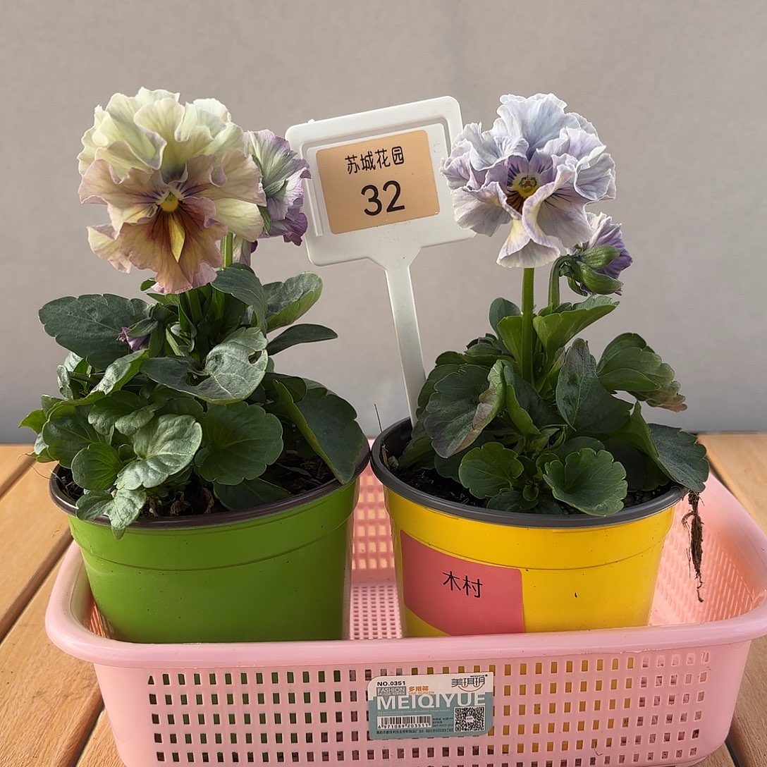 大部分开放少量花苞32