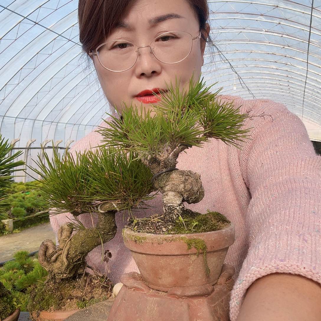 白***园完全开放三河黑松盆景