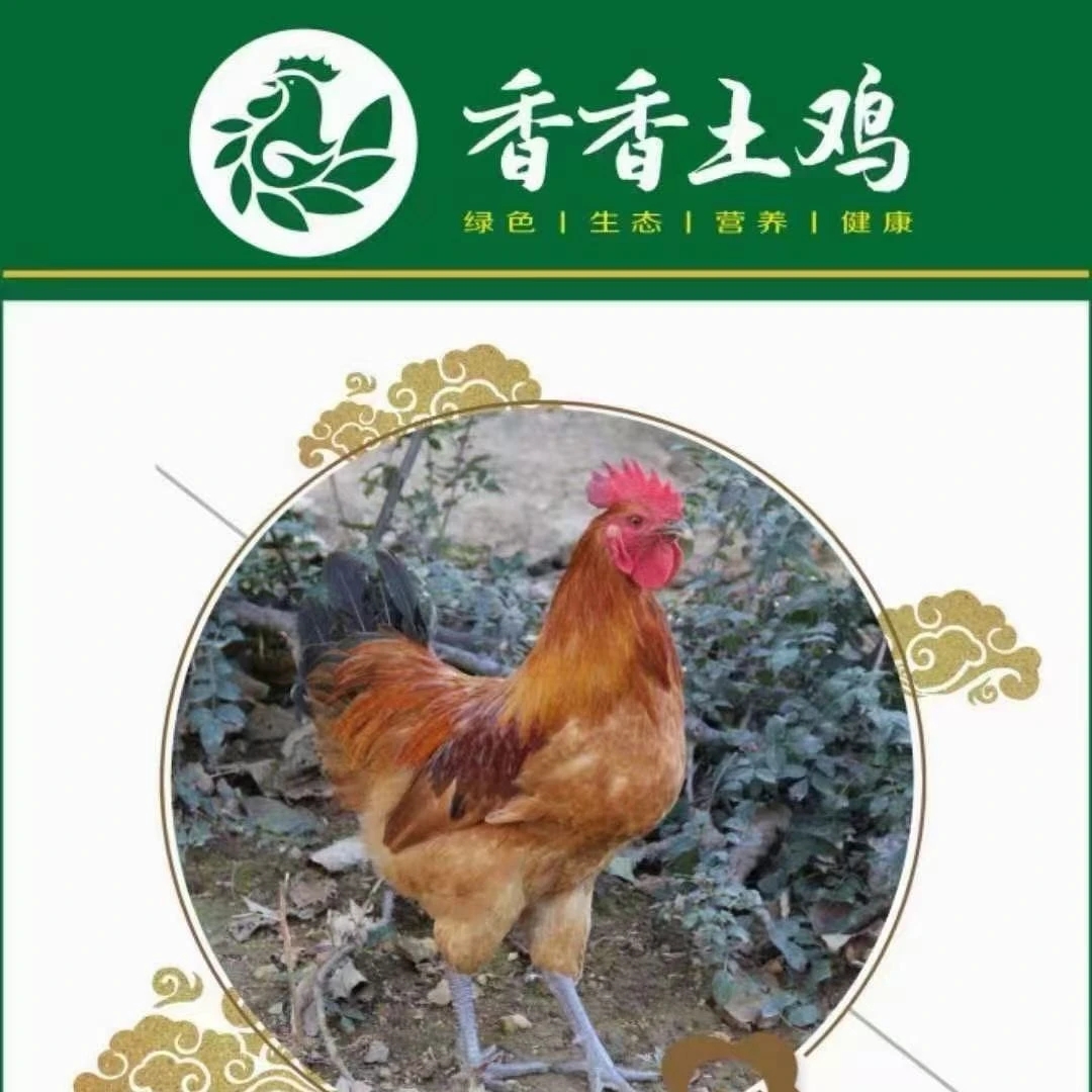 散养红羽公鸡凌晨现杀特别新鲜净重4斤左右99元包邮