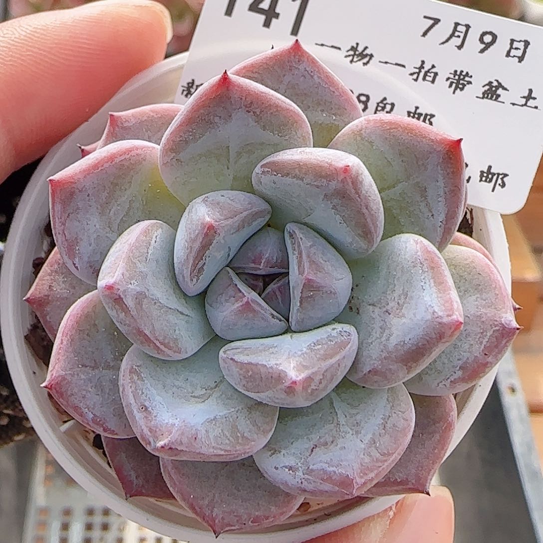 多肉0709-141暗纹糖心