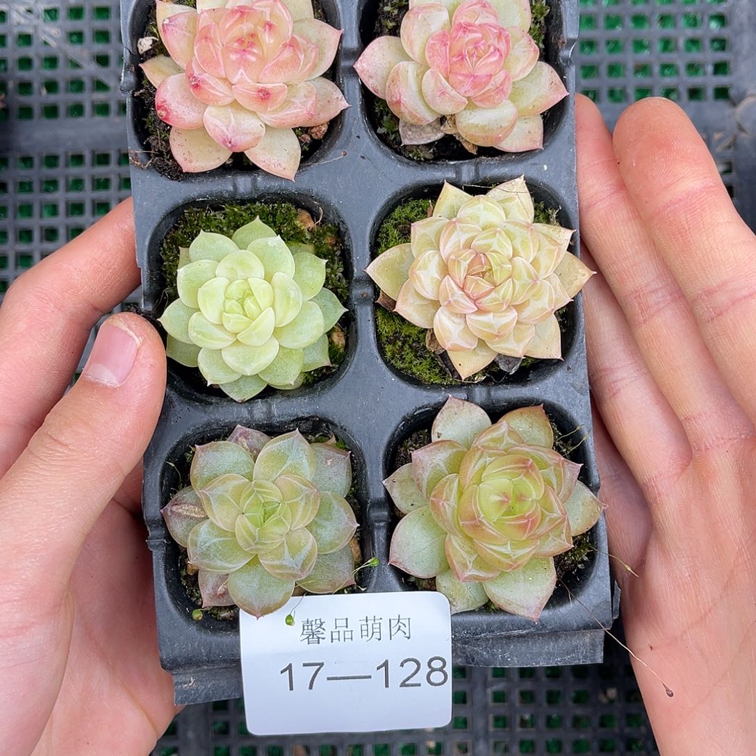 精品多肉一物一拍17-128