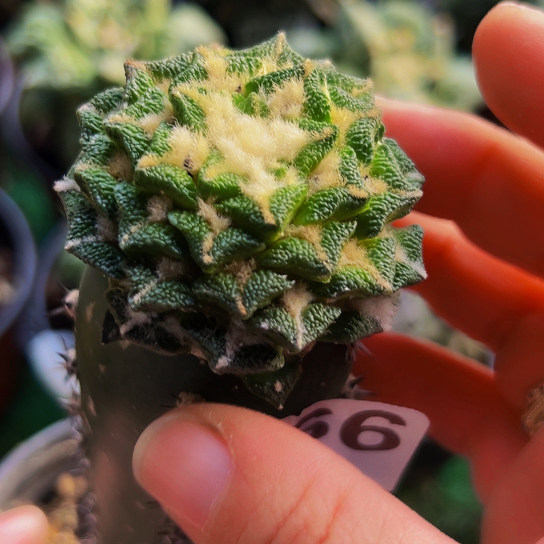 无花朵福利黑牡丹466