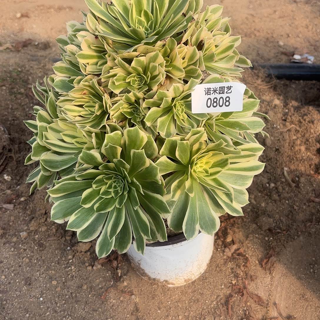 颜凝多肉植物手捧808