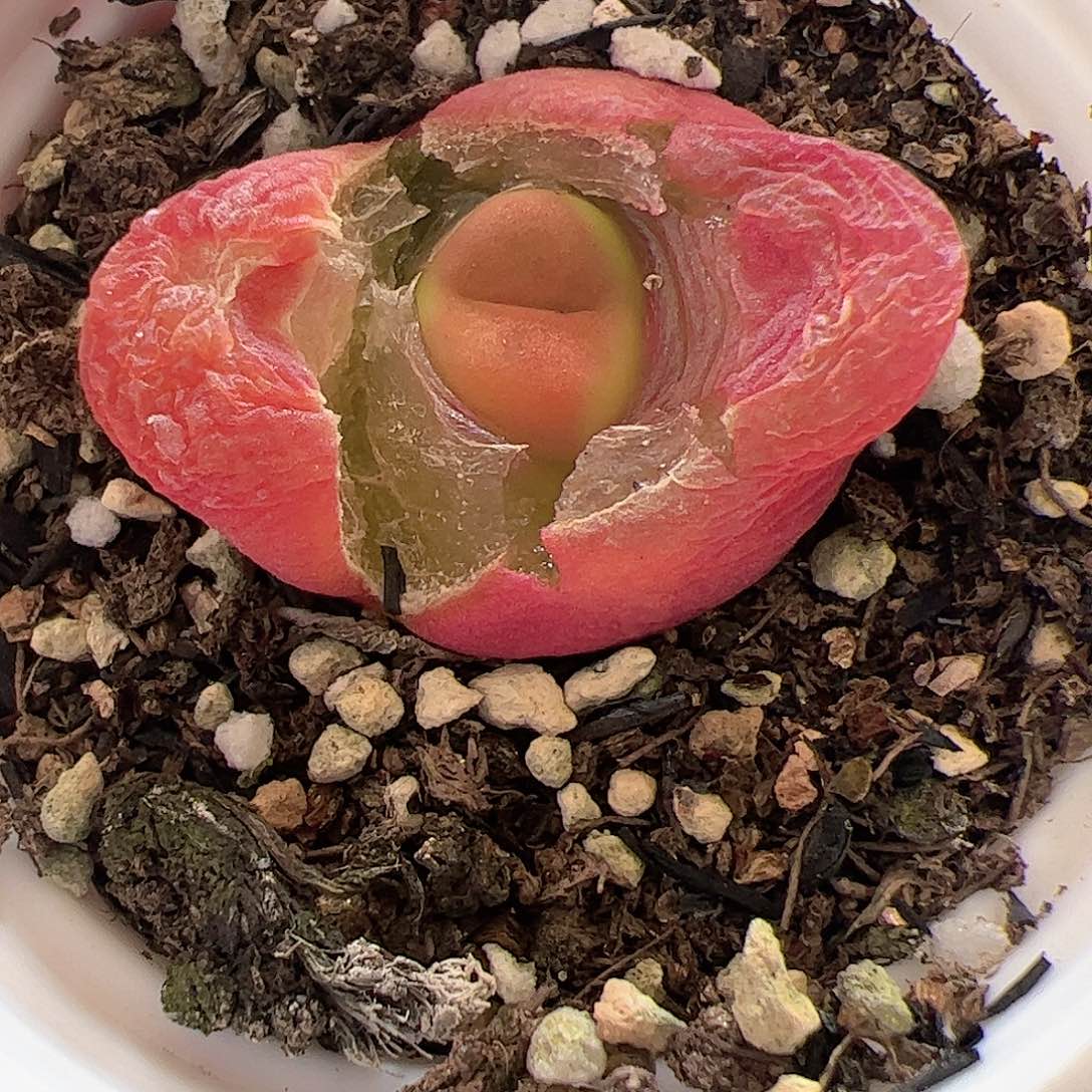 【闪购商品】23 毛毛