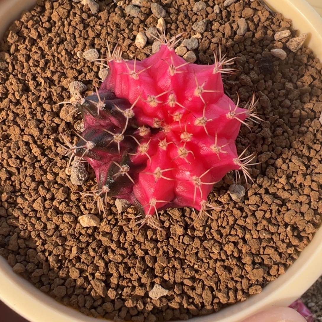 708 好看的米哈冲冲冲