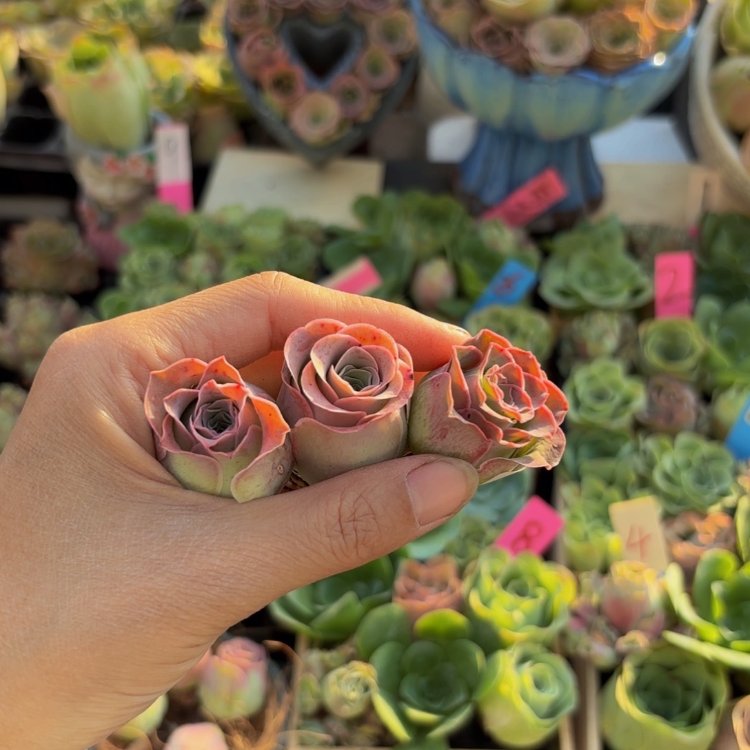 钱***多多肉植物山地玫瑰286黄帕3颗