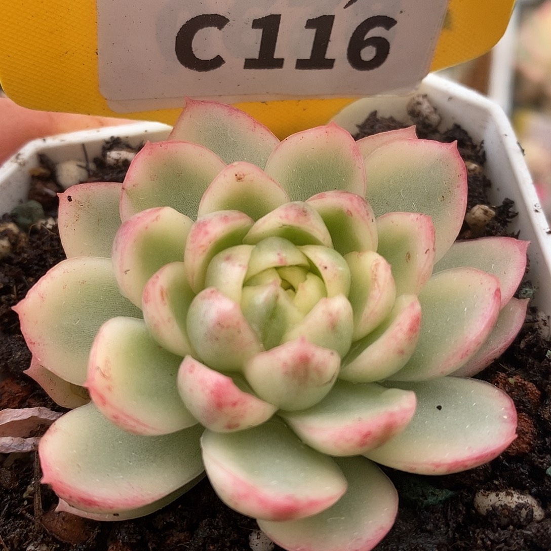116黄玫瑰侧牙哈哈哈哈