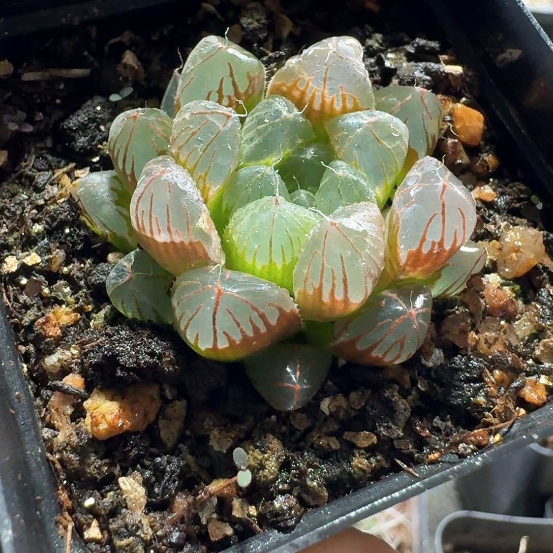 437玉露脱土发货