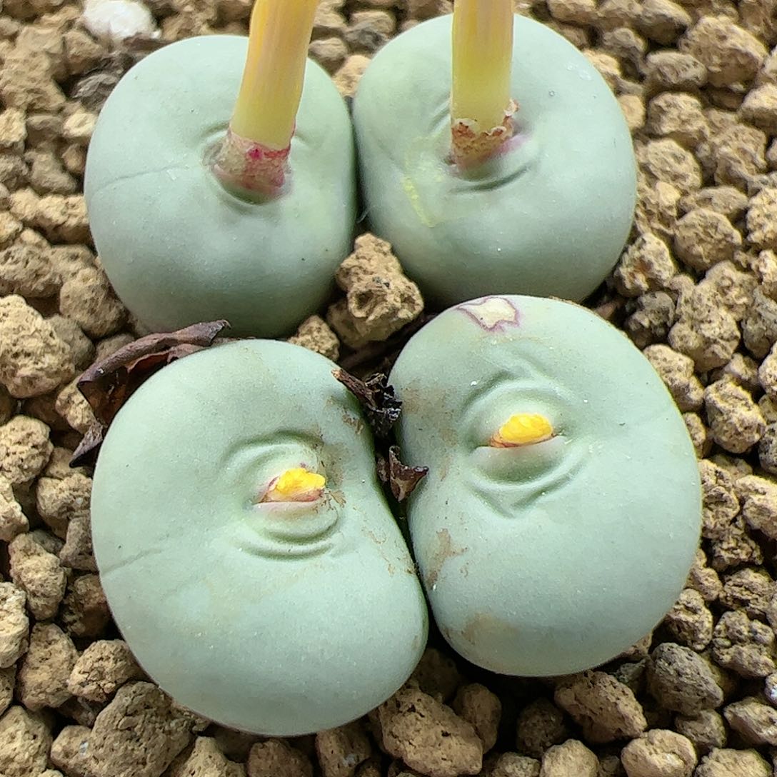 【闪购商品】242 红嘴