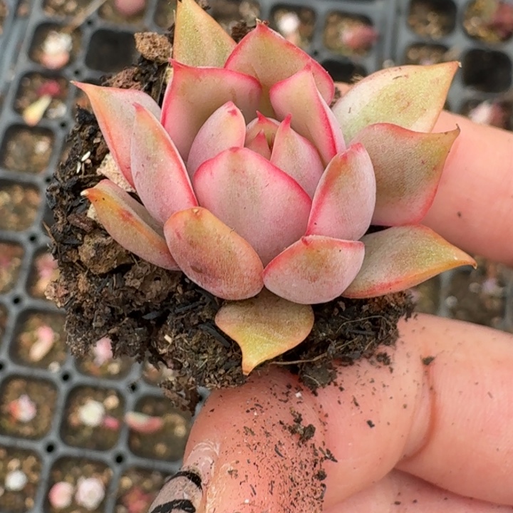 红莲一物一拍好看