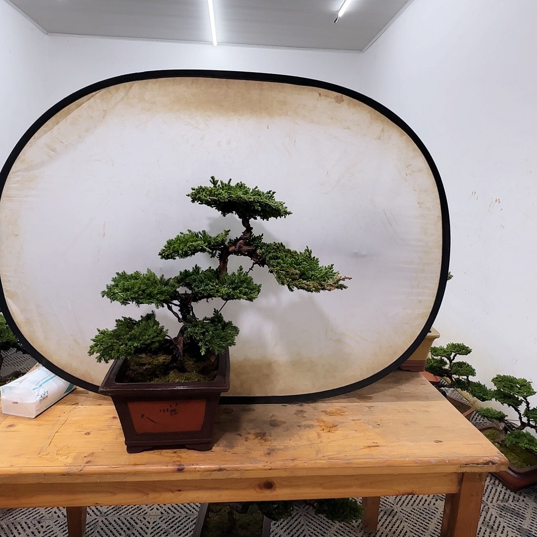 小*！盆景盆景盆景盆景