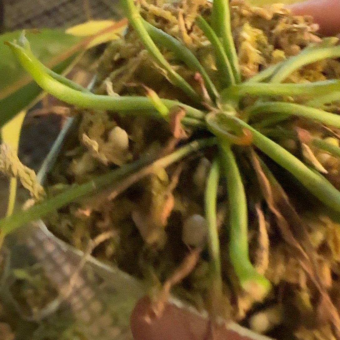 宝***王无花朵专拍奥赛罗