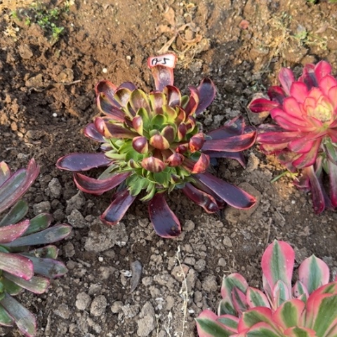 19-5欧嘉莉地理多肉