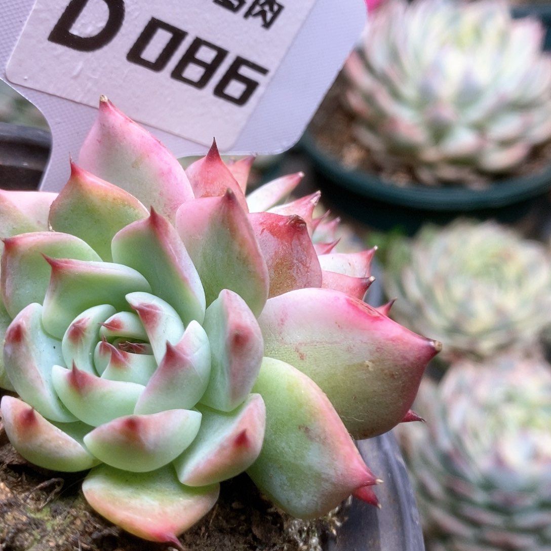 086锦锦锦锦锦锦锦