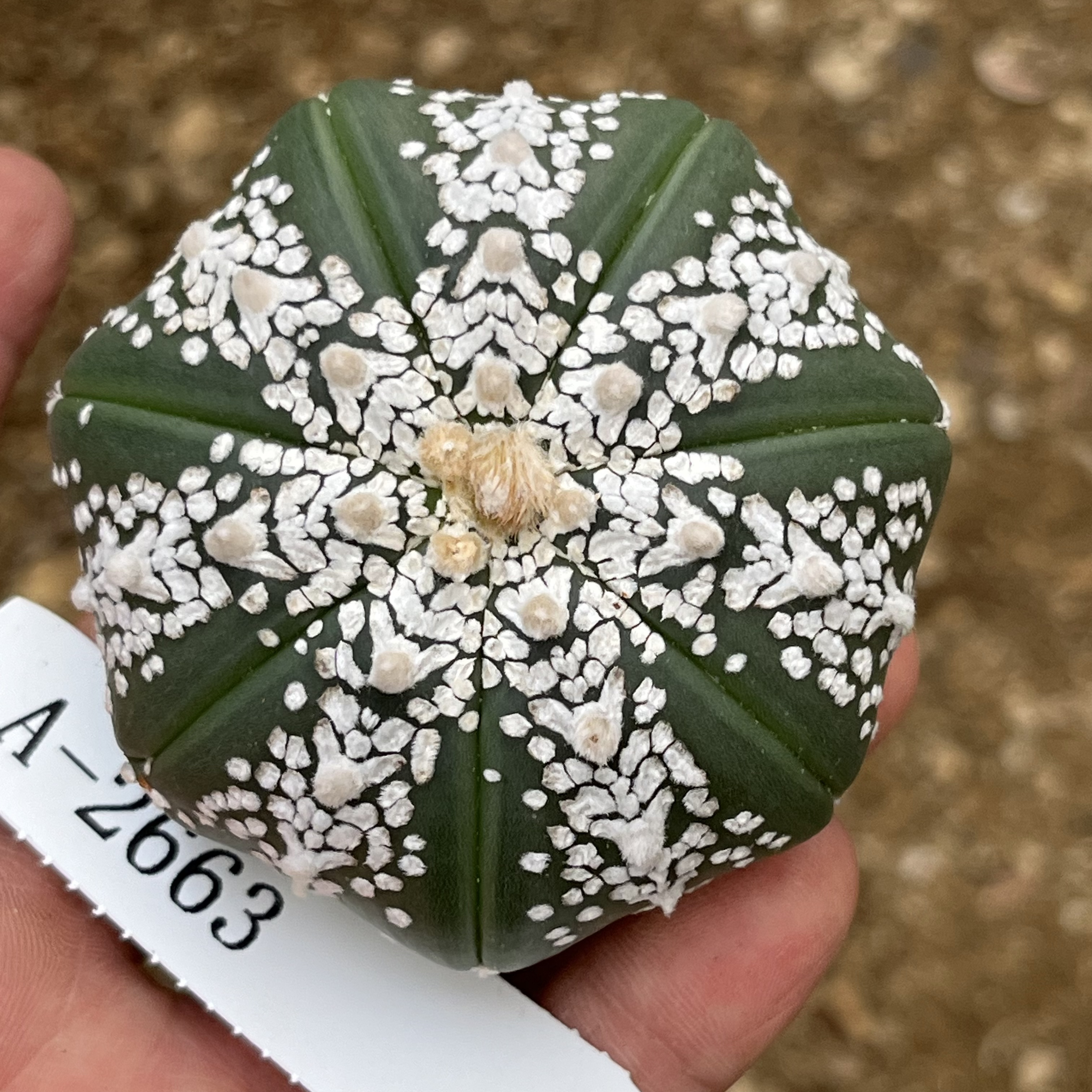 兜 皇室美纹V兜  A-2663 ，6.2cm 仙人球 实生 