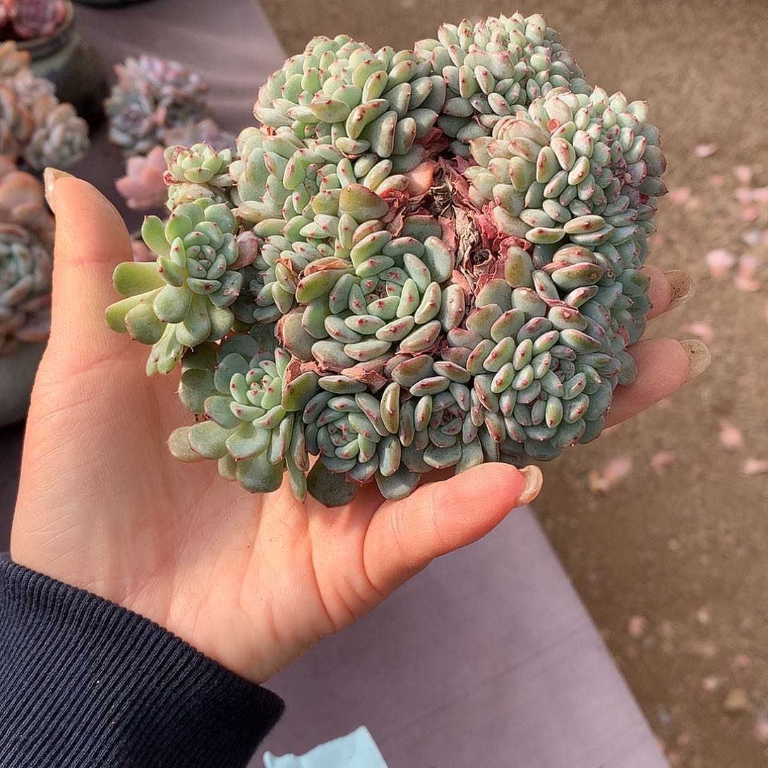 白胖子石榴籽冰玉哈哈哈哈哈哈哈哈