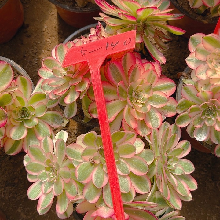 5-140荔枝多肉法师