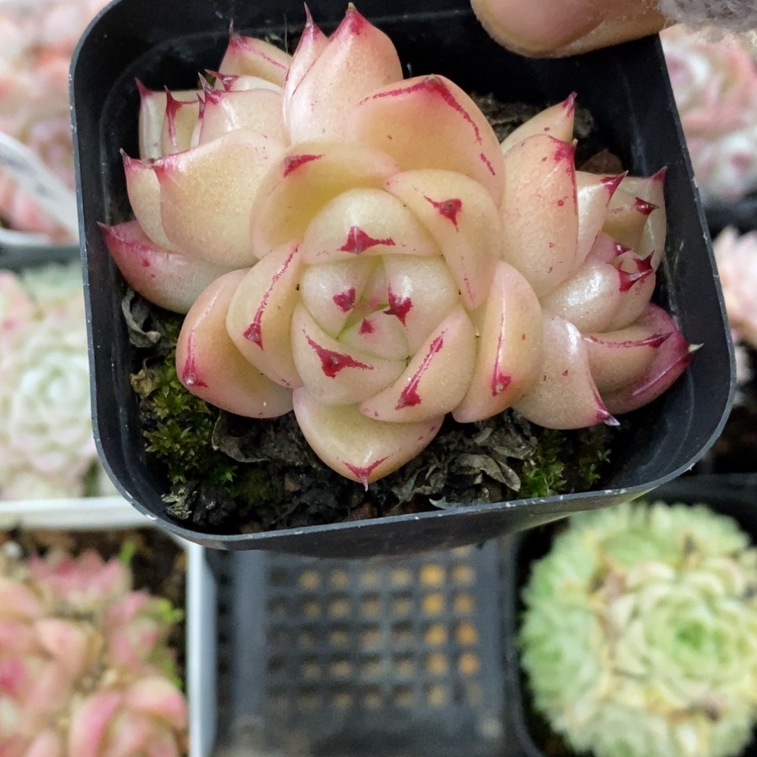 精品多肉一物一拍不包整385