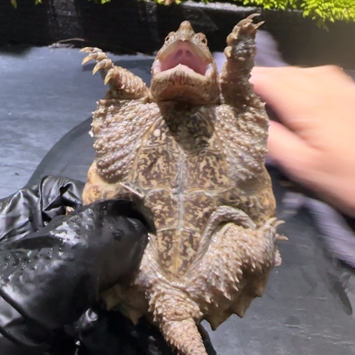 痞***.宠物龟母不分公母