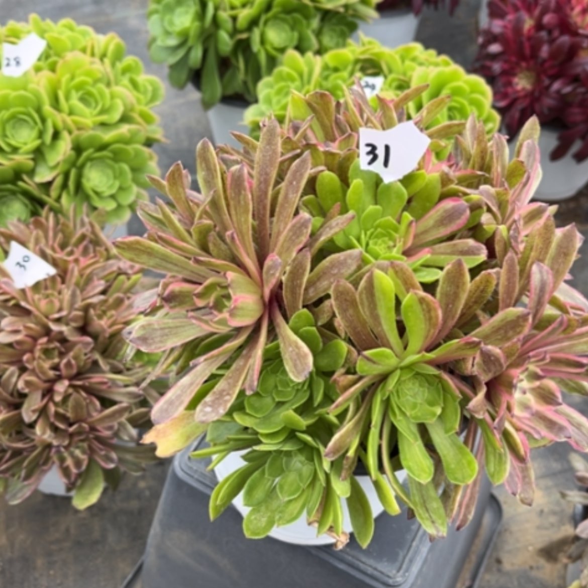 【闪购商品】31花脸粉黛多肉法师