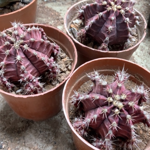 三盆紫牡丹锦仙人球15米仙人球