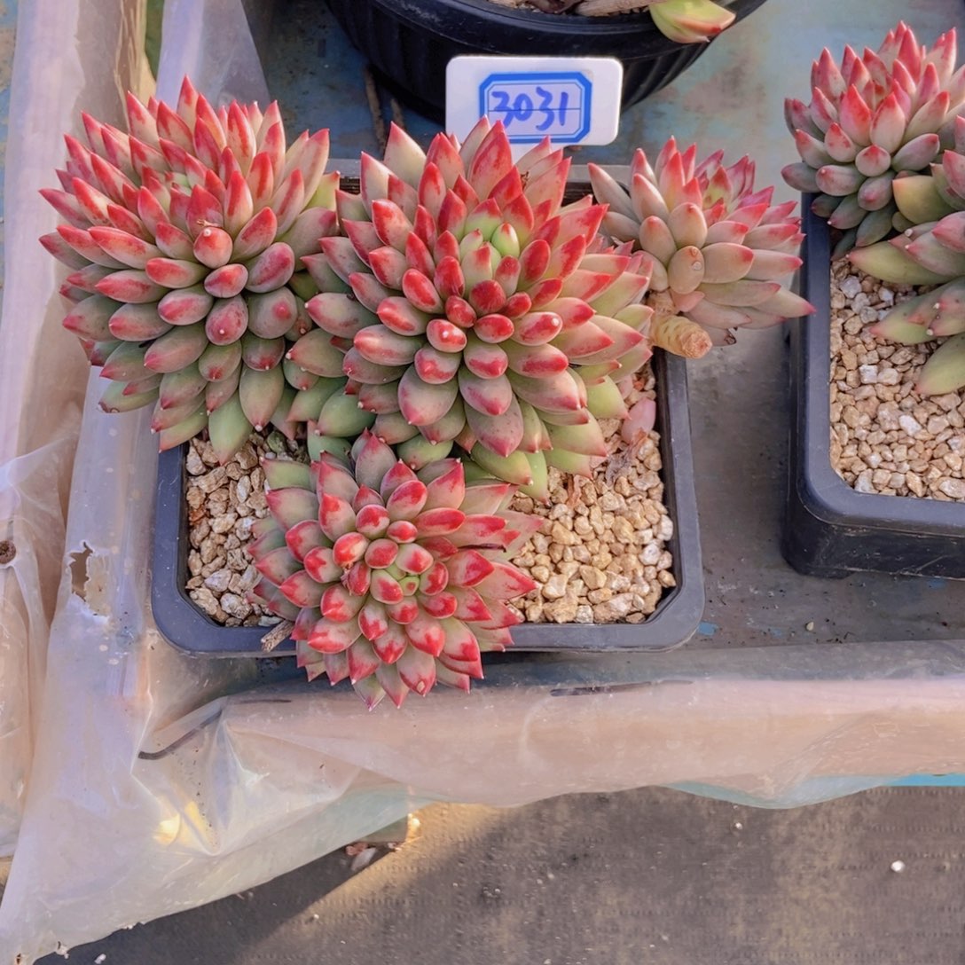 小***叶3031二代虞美人一颗