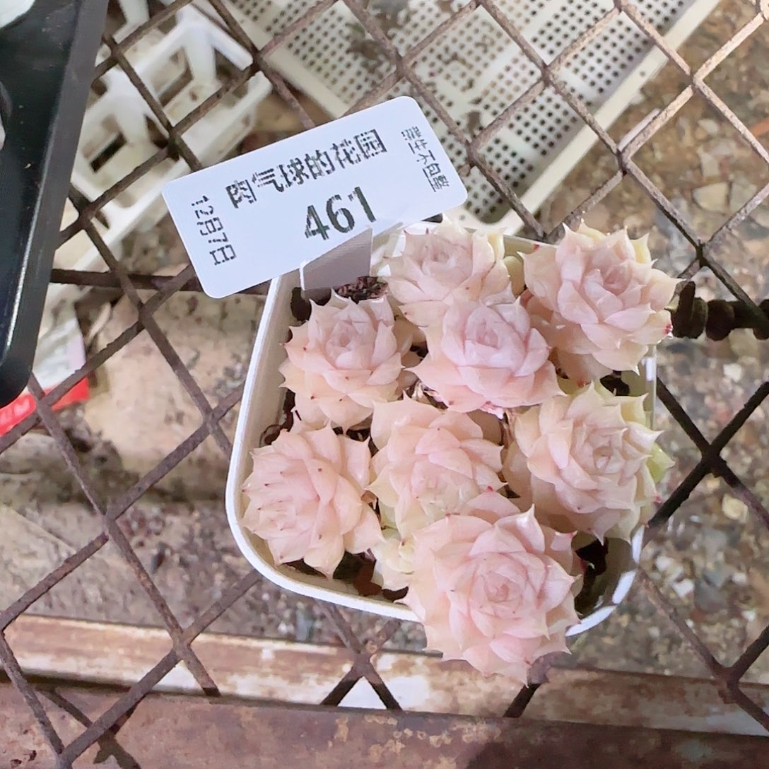 1207--461ht-58多肉一物一拍