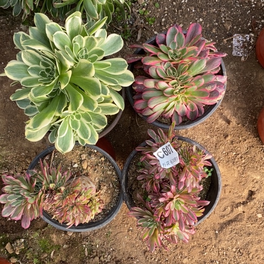 607四棵多肉植物