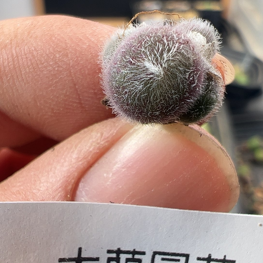 一物一拍。     672
