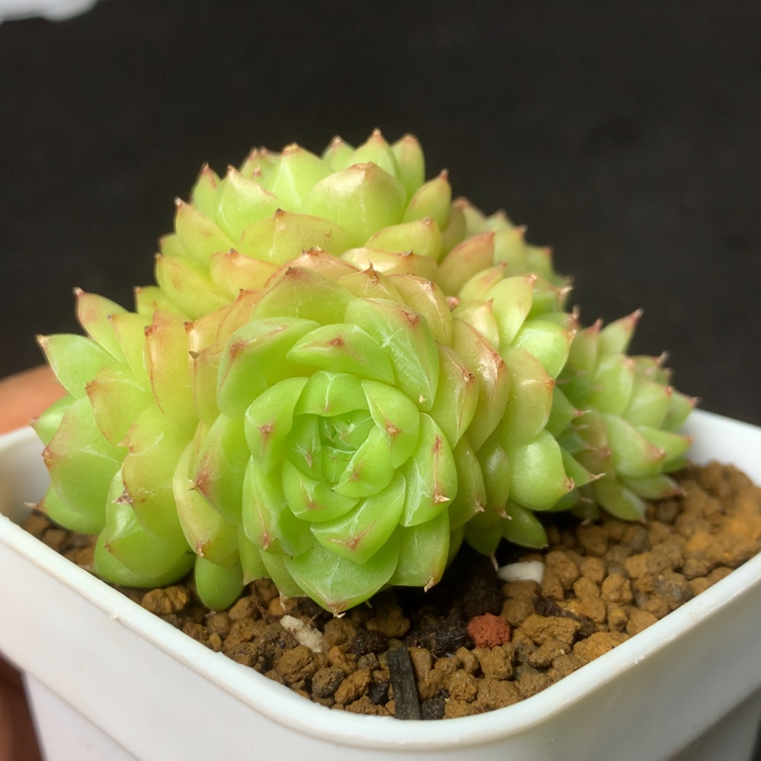 50 精品多肉一物一拍