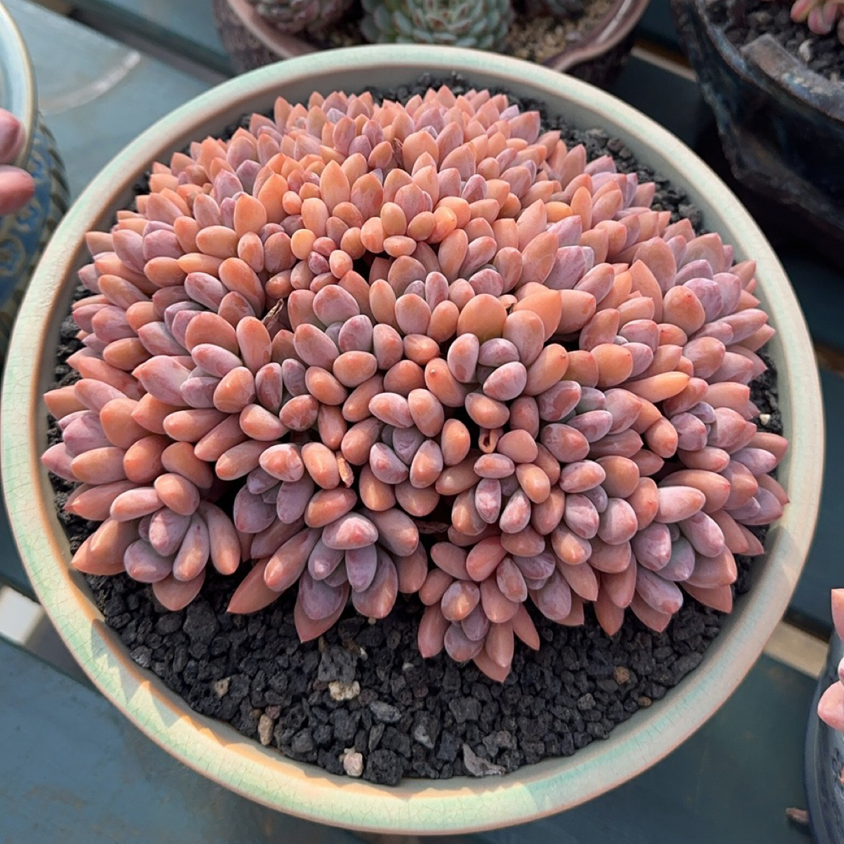 解忧预存链接非实物