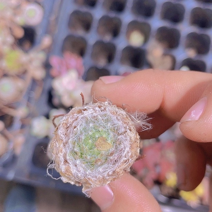 蛛丝卷卷【满10颗包邮】