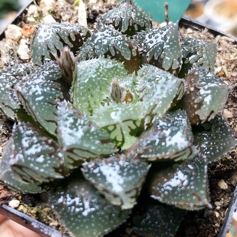 【闪购商品】宇**-魔刺31