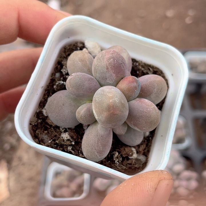 糖果群随机发满18包邮