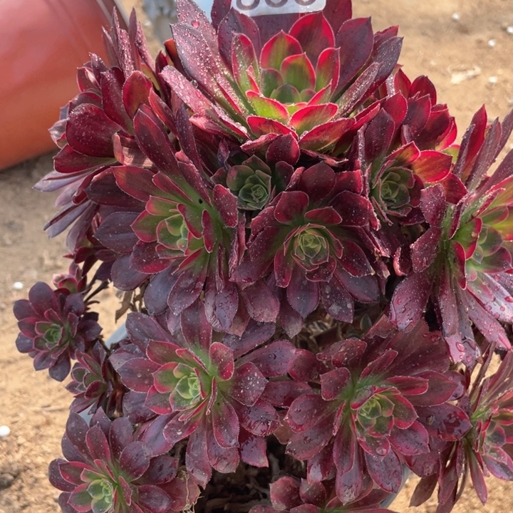 833多肉植物安娜有砍