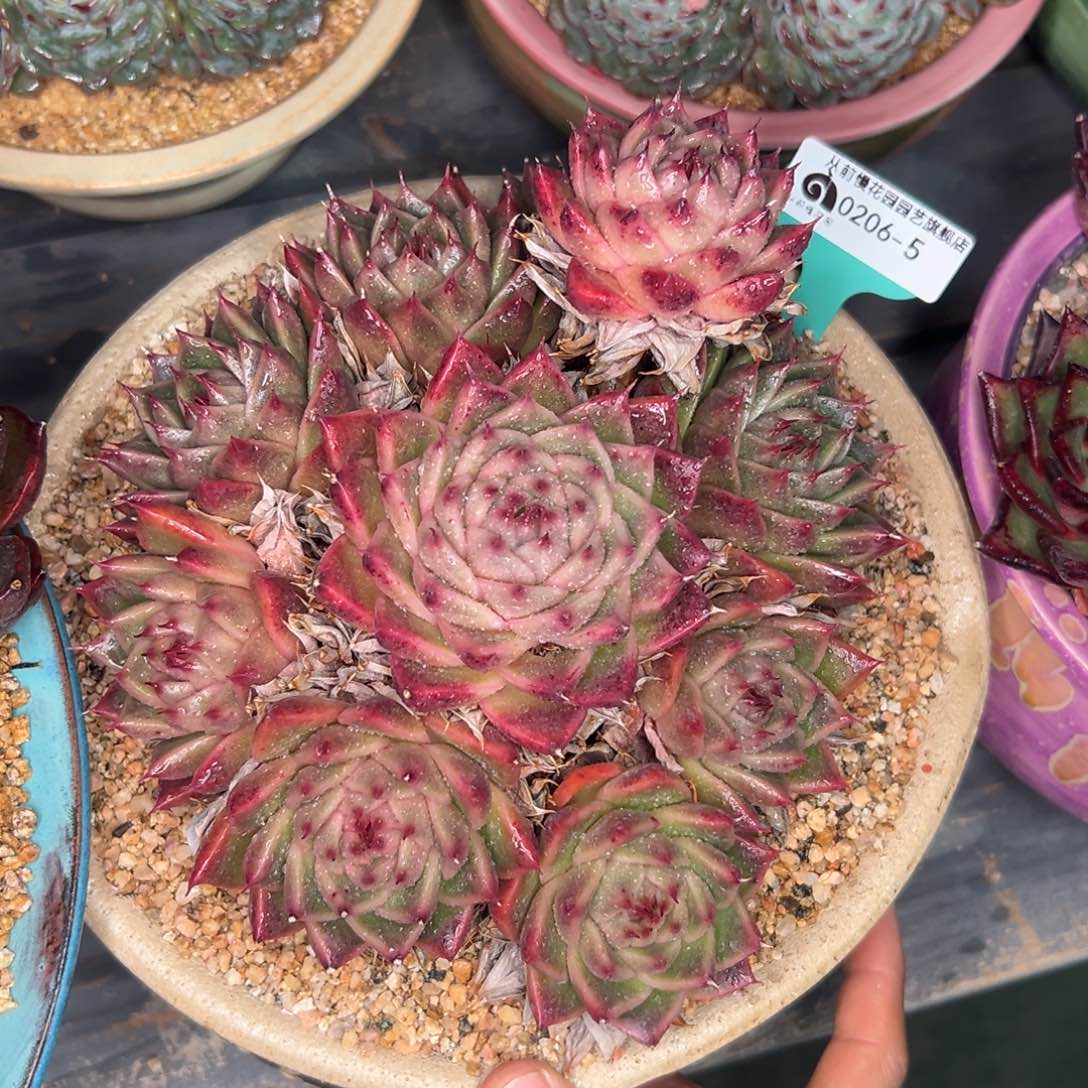 多肉一物一拍0206-5