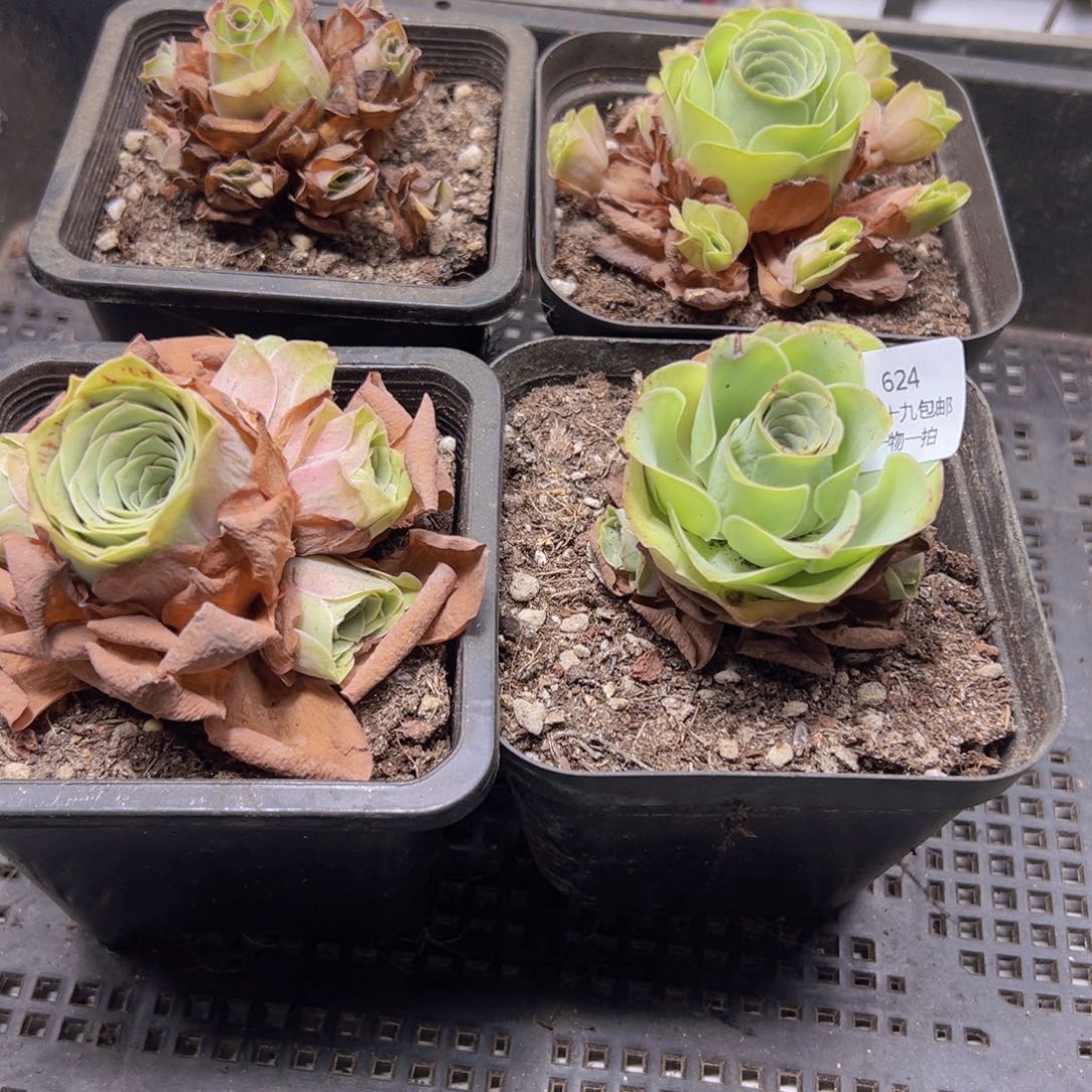 624 侧牙掉了不包损无售后