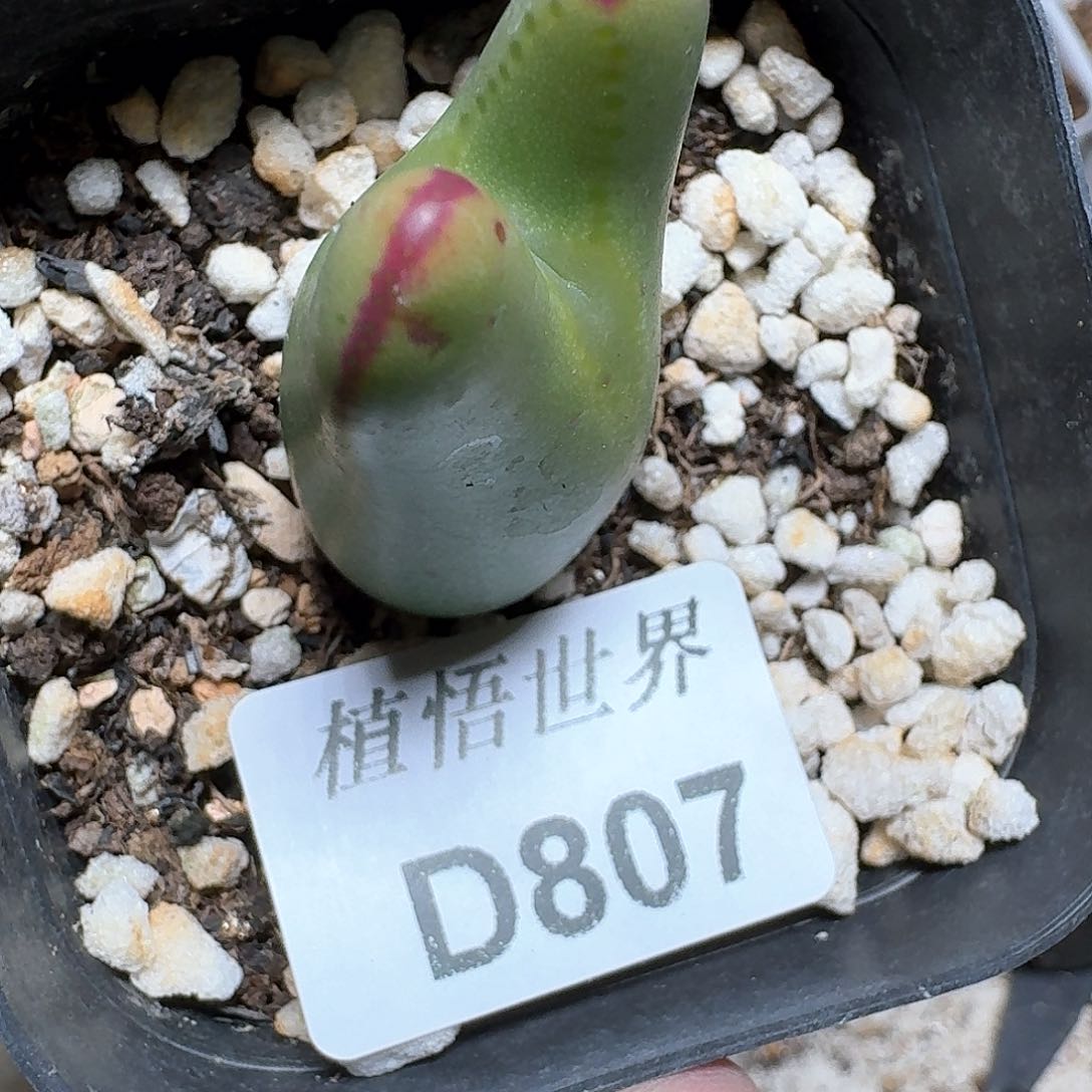 807盒多肉植物哇f g