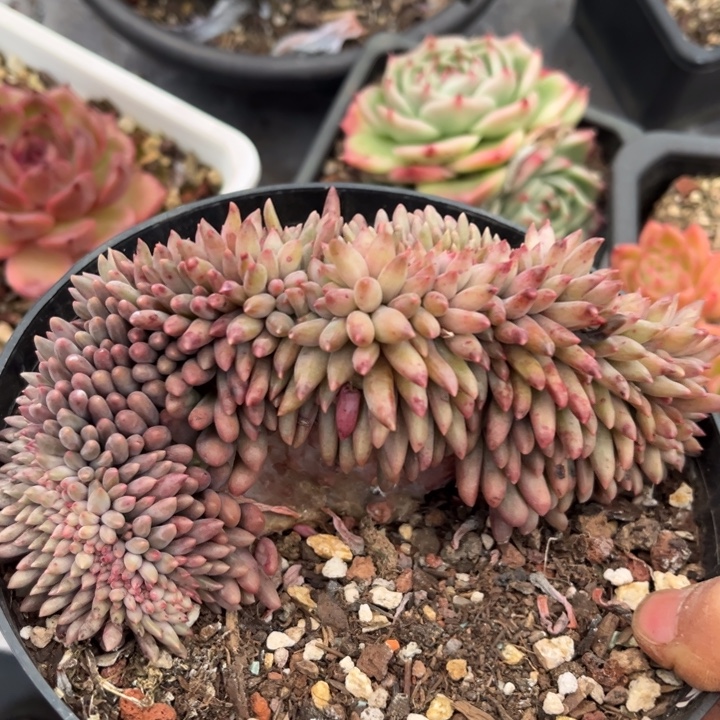 水晶球缀23179多肉植物