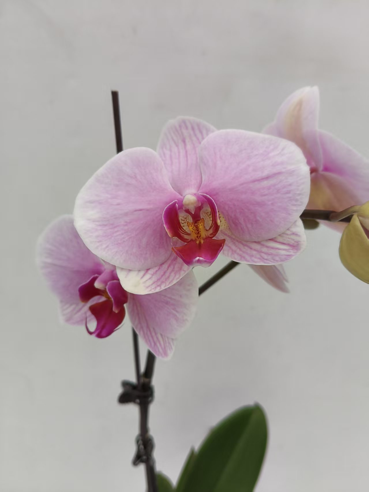 【樱姬】梦语花卉培育蝴蝶兰 单剑 福利品开花株