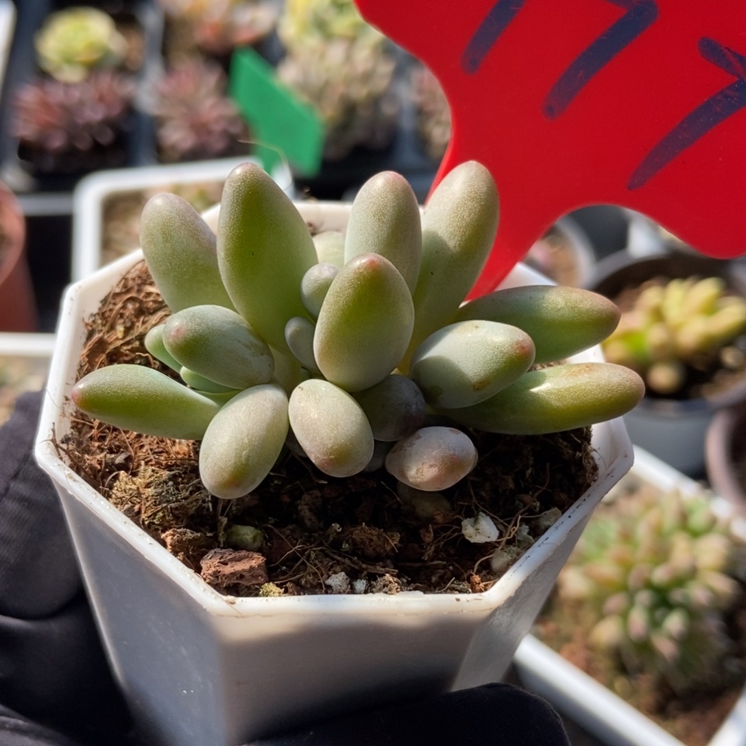 977白兰地多肉植物保护